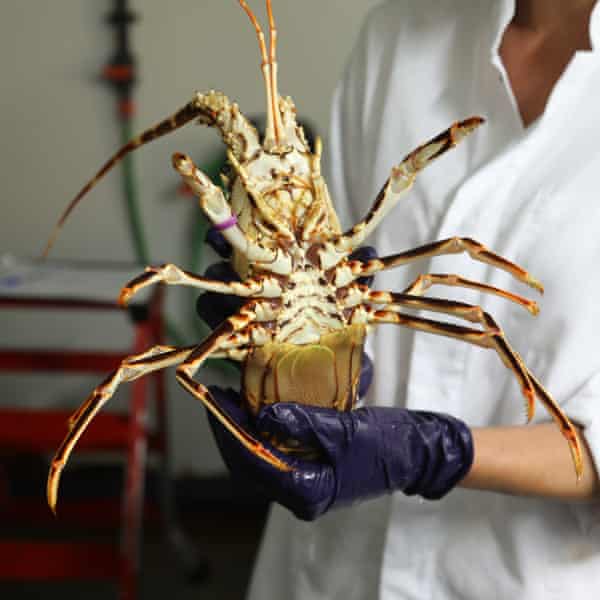 An adult female red lobster at Stella Mare. The University of Corsica's marine research institute has reared six lobsters in its laboratory.