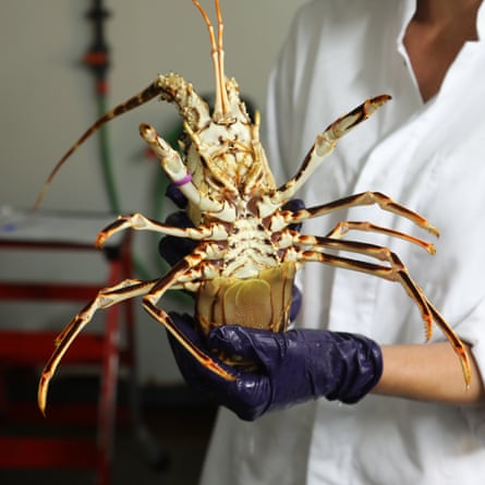 An adult female red spiny lobster at Stella Mare. University of Corsica’s marine research institute has bred six lobsters in their laboratory.