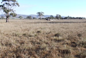 Native grassland in one of the few formal reserves set aside for this plant community, Turallo Nature Reserve, near Bungendore, NSW.