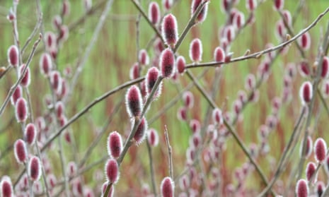 Salix gracilistyla ‘Mount Aso’.