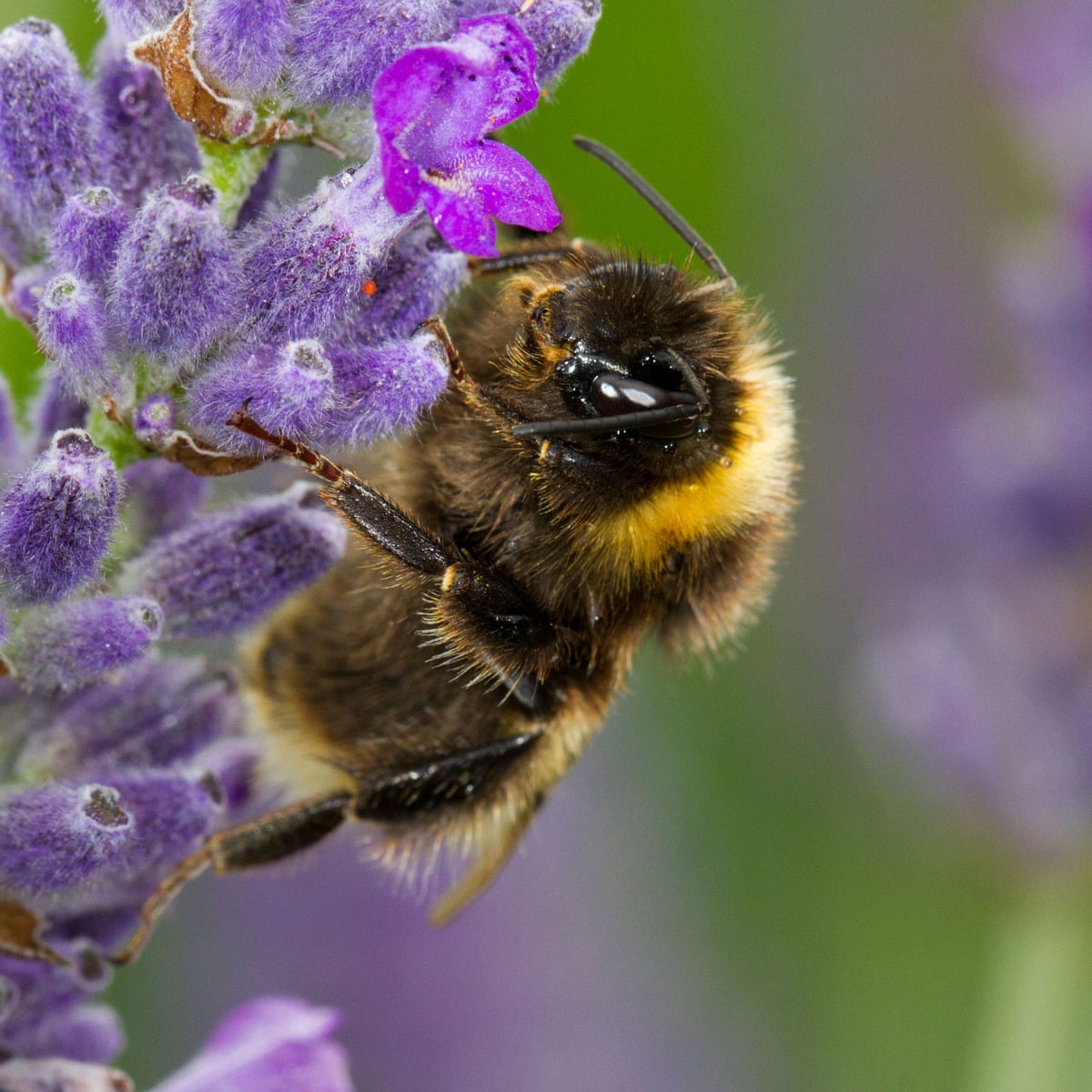 Flowers To Bring A Buzz To The Garden Plants The Guardian