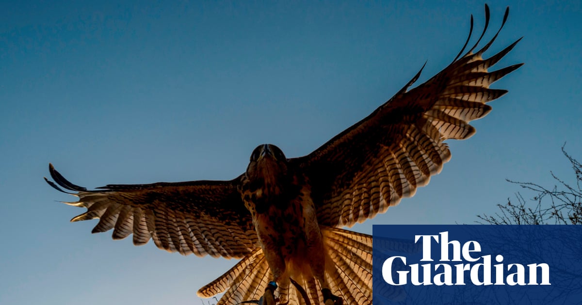 Be More Bird by Candida Meyrick review - less soaring avian self-help than a parroting of tired cliches