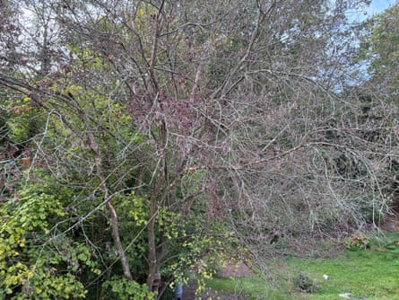 The mystery tree in Kate’s garden