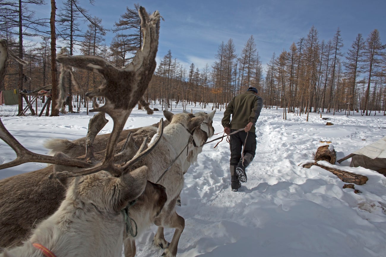 Oltsen leads his herd of reindeers through the thick snow in the Tengis Shishged national reserve