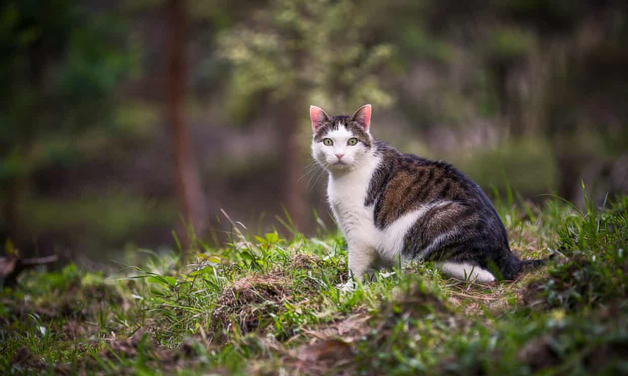 New Zealand Cancels Child Cat-Killing Contest Amid Outcry