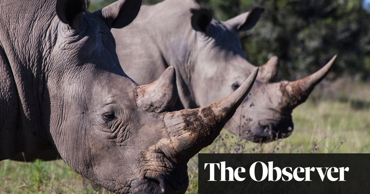 ‘We have to change our attitude’: wildlife expert says rhino horn trade must be legalised | Conservation ‘We have to change our attitude’: wildlife expert says rhino horn trade must be legalised | Conservation