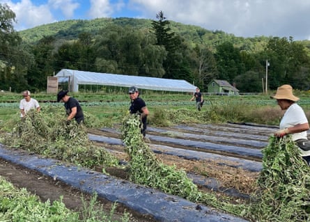 Farm School NYC students and alumni help Rock Steady farm get ready for the winter in 2021.