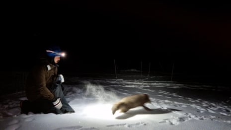 Arctic foxes are released into the wild as conservationists seek to rebuild species - video