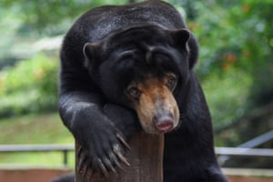 A bear sits inside its enclosure at Bandung zoo, in west Java.