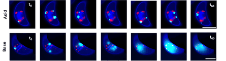 Blowing blue cells after the addition of an acidic solution to the bioluminescent single-celled algae.