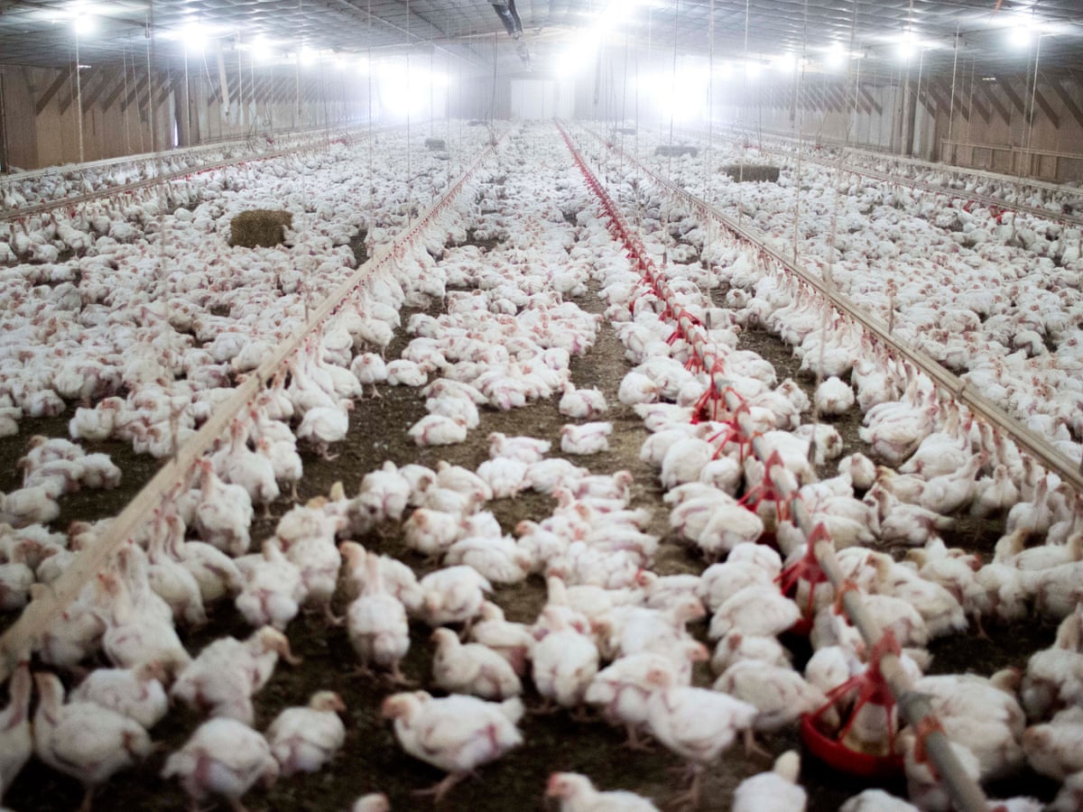 Is The Us Chicken Industry Cheating Its Farmers Environment The Guardian
