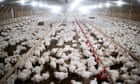 US chickens 'literally sitting in each other's waste' says RSPCA