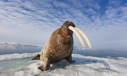 A male walrus stands atop sea ice in Svalbard.Svalbard, Norway.