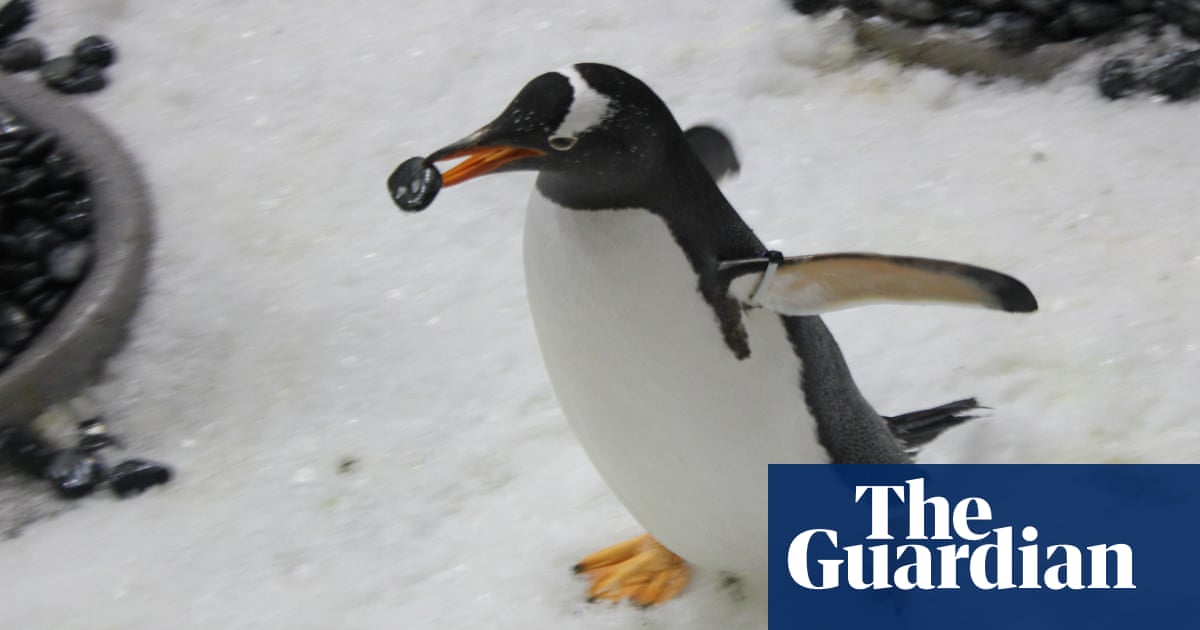 Gentoo penguins propose to their life mates with a pebble Gentoo penguins woo partners with carefully chosen 'love token' pebbles