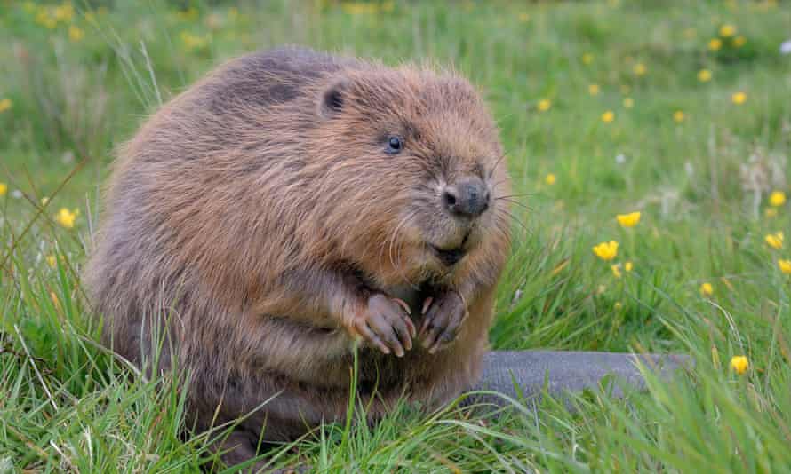 a beaver