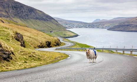 A sheep mounted with a 360-degree camera on the Faroe islands
