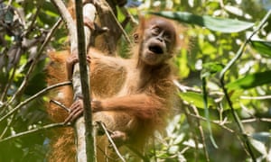 A baby Tapanuli orangutan.
