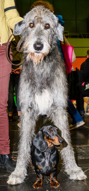 An Irish wolfhound with a dachshund at Crufts dog show 2019