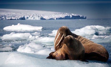 In a scene from Blue Planet II, a walrus and her pup rest on an iceberg in Svalbard, Norway.