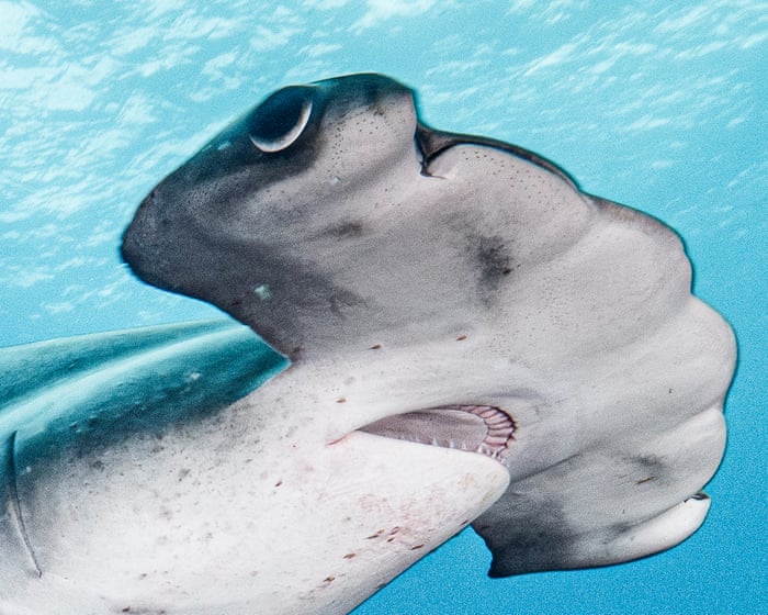 The Galápagos is a wildlife haven. But is that enough to protect the rare scalloped hammerhead shark?