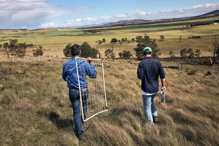 Midlands Conservations Partnership Tasmania Matt Appleby and Pierre Defourny examining Stackhousia subterranea, or grassland candles, which are a threatened native plant that flowers in spring in Tasmania.