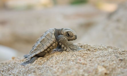 An Olive Ridley sea turtle hatchling at Refugio Vida Silvestre La Flor. Playa La Flor, Nicaragua.