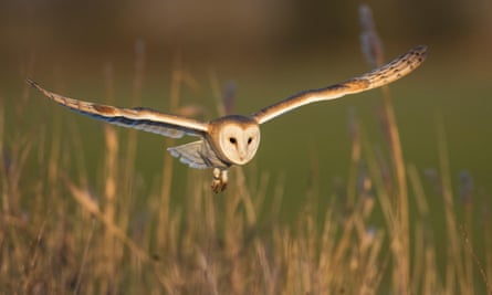 A barn owl flying low over long grass.