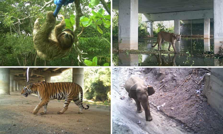 composite of animals passing roads via wildlife bridges