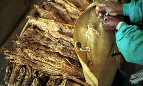 where is tobacco from originally Tobacco where is tobacco from originally Tobacco