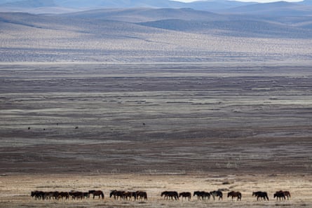 A herd of horses on a plain