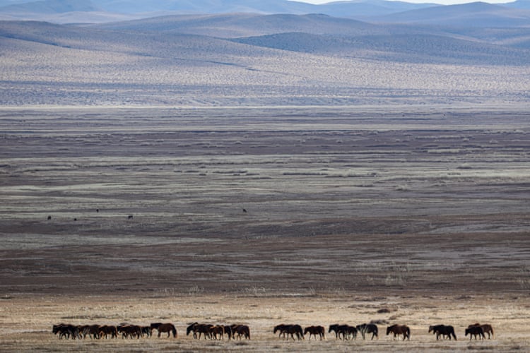 Domestic horses on the edge of Hustai national park. Rangers have to be vigilant to keep them out of the protected area