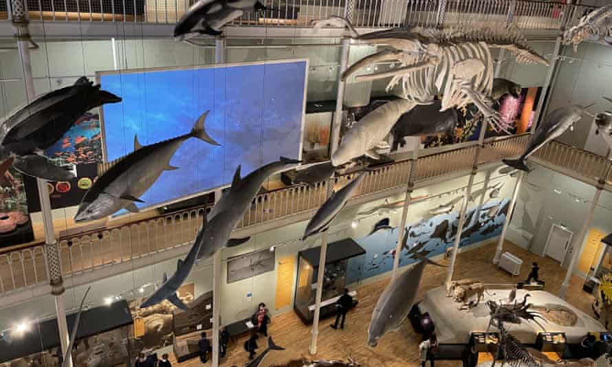 National Museum of Scotland animal gallery