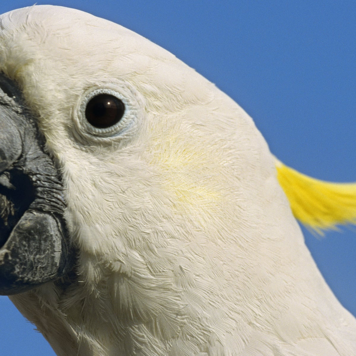 Here's the story of Pirate the cockatoo, the hissing white ghost who became  boss of my heart | Alexis Wright | The Guardian