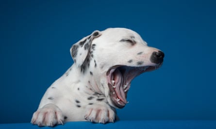 A dalmatian puppy yawning, against a blue background