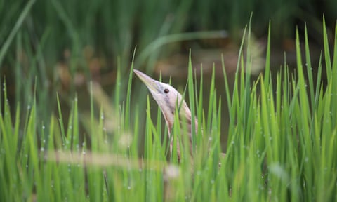 A Bittern nesting in the grass. 
