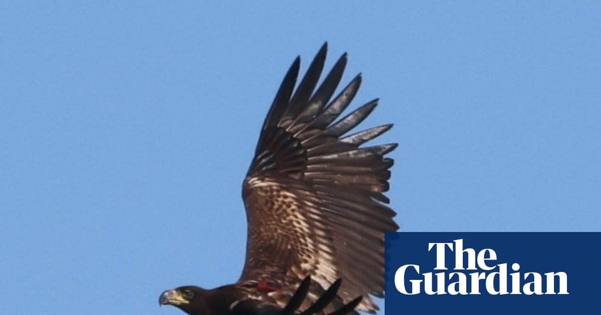 Predator or prey? The confounding case of the missing sea eagle Predator or prey? The confounding case of the missing sea eagle