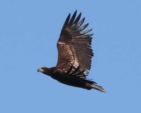Predator or prey? The confounding case of the missing sea eagle