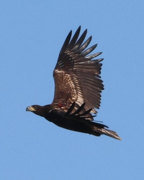 White-tailed sea eagle. with tracker just visible on back