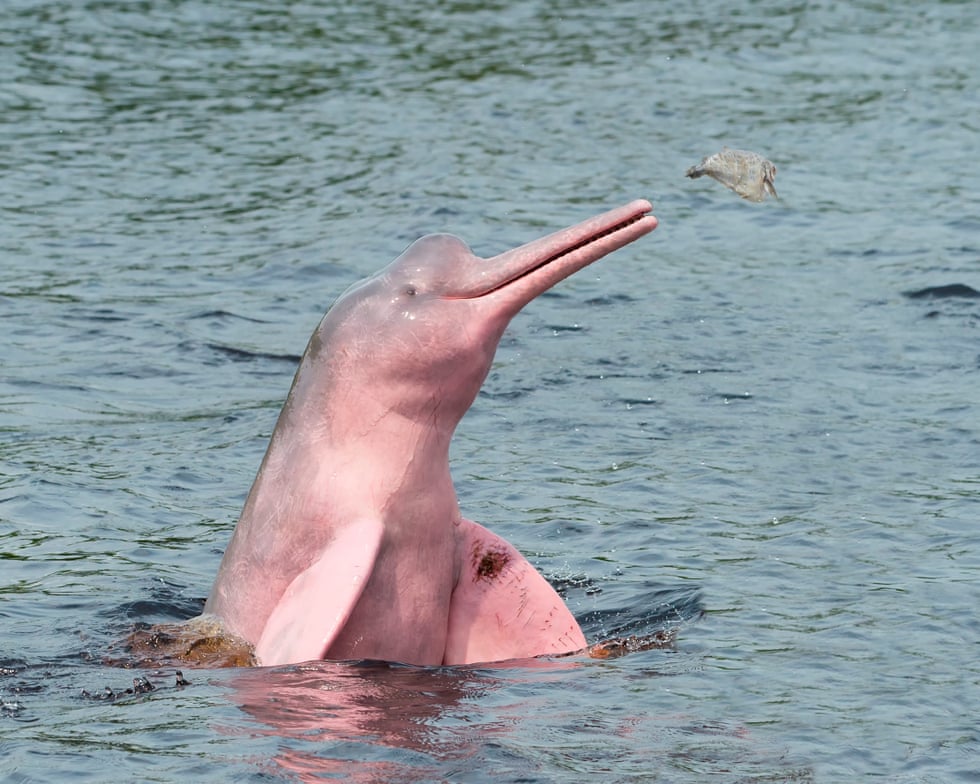 Amazon lakes hit ‘unbearable’ hot-tub temperatures amid mass die-offs of pink river dolphins – study Amazon lakes hit ‘unbearable’ hot-tub temperatures amid mass die-offs of pink river dolphins – study