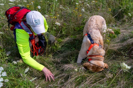 A woman with baseball cap and backpack looks through the grass of a field with her dog