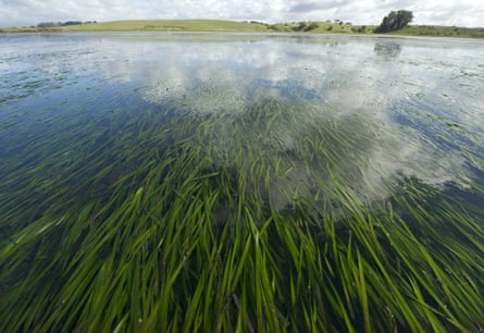 Seagrass in the Elkhorn Slough estuary.
