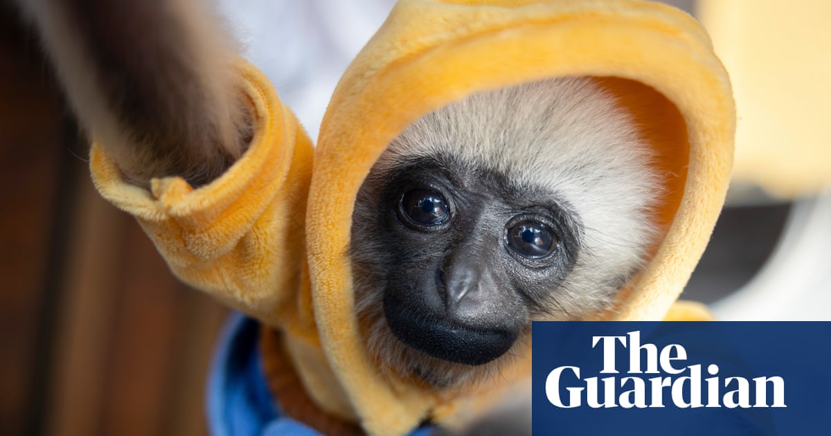 For sale: one cute baby gibbon mother probably killed by poachers