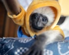 For sale: one cute baby gibbon – mother probably killed by poachers