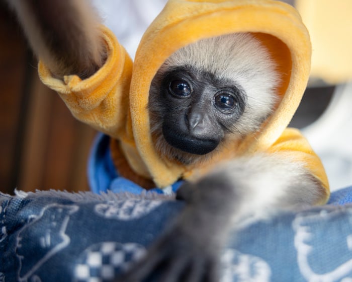 For sale: one cute baby gibbon – mother probably killed by poachers