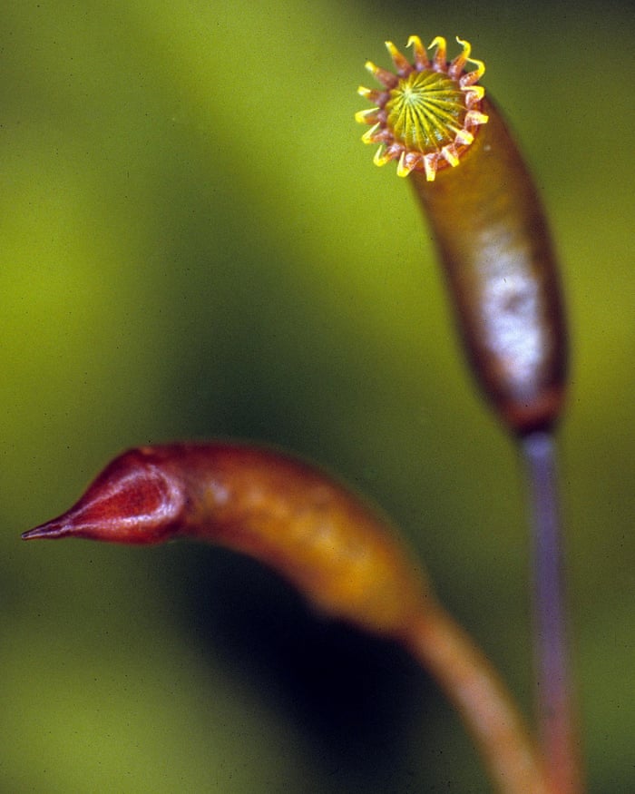 Exploding Moss Moss Spores