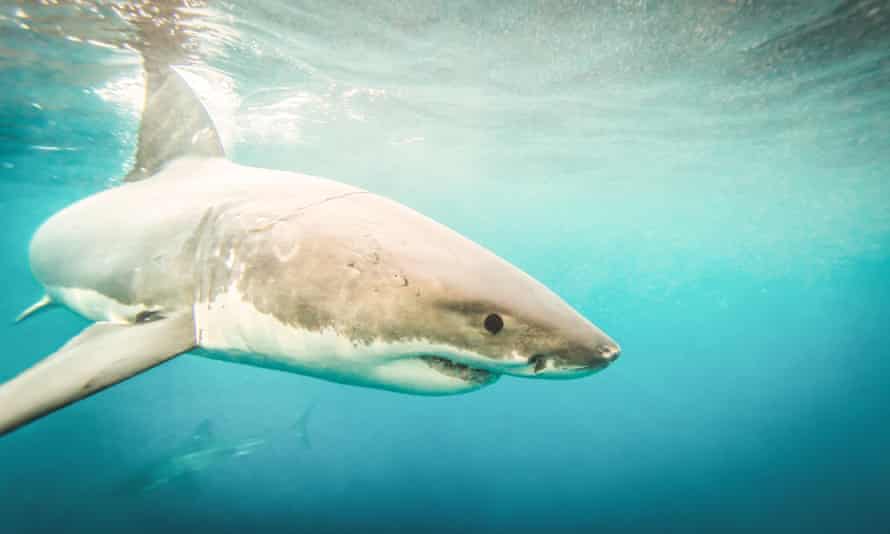 A great white shark