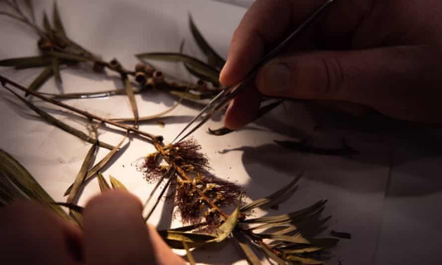 Meet the plant detective supporting gardeners and battling crime | Plants 1 Callistemon specimen at the National Herbarium of New South Wales.