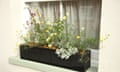 Elegant yellow Coreopsis verticillata ‘Moonbeam’ shares a window box with a ‘Thumble’s Variety’ oregano, purple spikes of Salvia nemorosa ‘Caradonna’ and silvery Artemisia stelleriana
