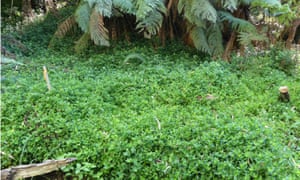A dense infestation of wandering trad, which CSIRO hopes will be attacked by the release of the leaf smut fungus.