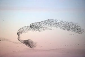 Bandos de pássaros sobrevoam um pântano na reserva natural nacional Shandong Yellow River Delta em Dongying, China